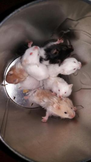 Hamsters en Adopción
