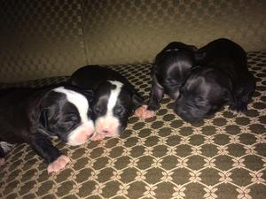 Hermosos Cachorros Pit Bulls