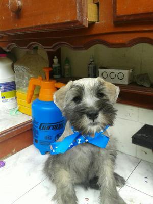 Lindo Eshnauser Remato Cachorrito
