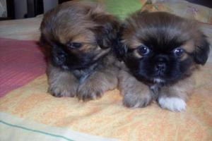 PEKINES   o al 