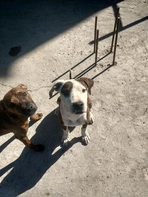 Pitbulls Macho 6 Meses con Vacunas