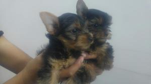 Preciosos Yorkshire Toy Yorky