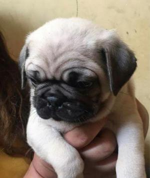 Pug Carlino