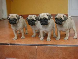 Pug Carlino