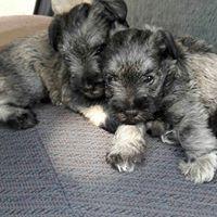 SCHNAUZER   o al 