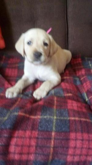 SE VENDE CAN DE LA RAZA LABRADOR COLOR HUESO