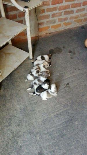 Se Venden Cachorros Shih Tzu 