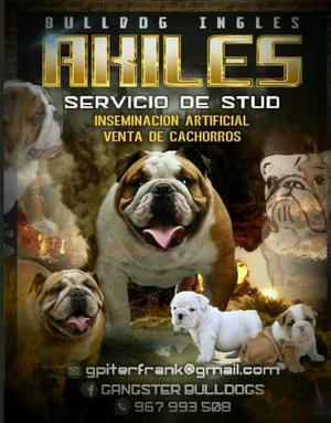 Servicio de Monta Bulldog Ingles