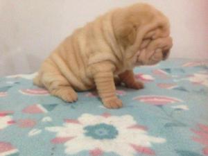 Sharpei Super Arrugado!!