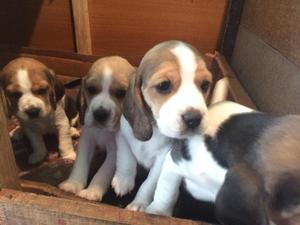 Tiernos Cachorros Beagle Tricolores