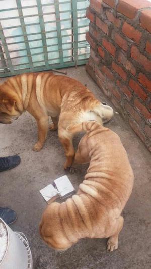 Vendo Cachorros Shar Pei