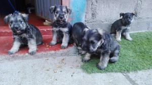 Vendo Cachorros Shnauzer