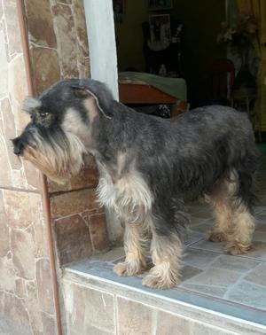 Vendo Dos Cachorras Schnauzer