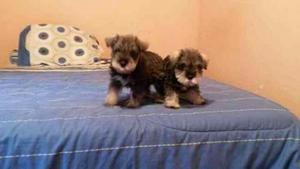 Vendo Lindos Schnauzer