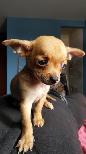 Vendo Perros Chihuahua