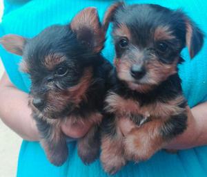 Venta Cachorros Yorkshire Terrier