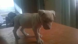 Venta de cachorros Pitbull