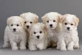 bichon frise cachorros blancos bellisimos para mascota