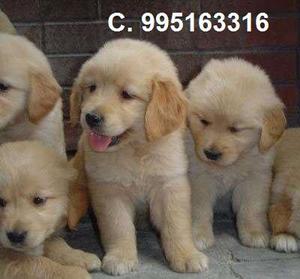 hermosos vacunados lindos cachorros en venta golden