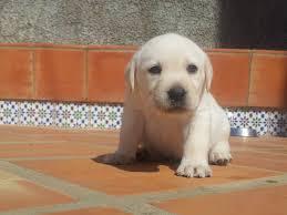 labrador cachorrazos