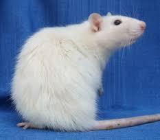 ratas albinas de compania