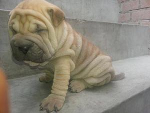 shar pei cachorro