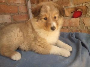 ultima cachorra rougth collie