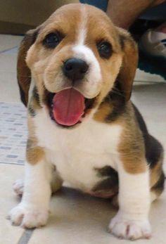 vendo cachorra beagles hembra