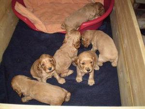 vendo camada de hermozas cachorras cocker spaniel,6 hembras,