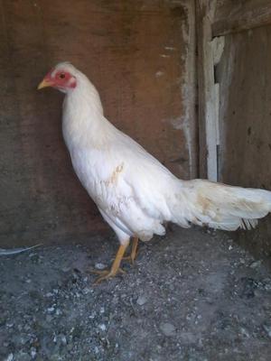 vendo gallina