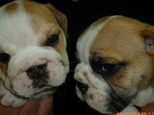 vendo hermosos bulldog ingles