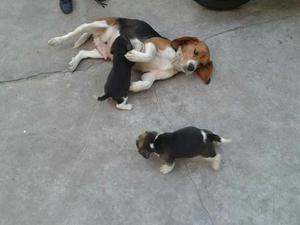 Bellos Beagles Tricolores Y Bicolores