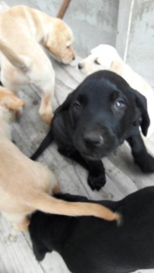 Cachorros Labradored