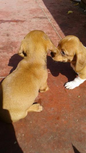 Cachorros Salchichas