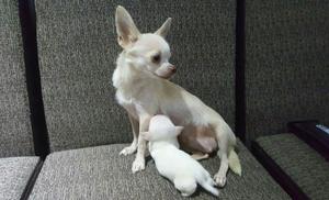 Chihuahua Toy de 2 Meses