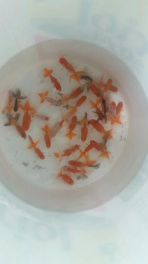 Goldfish Orandas