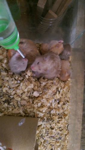 Hamsters Panda Y Angoras.