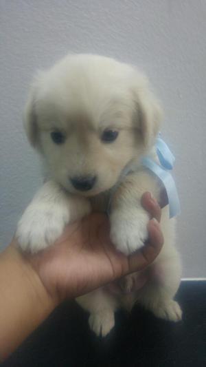 Hermoso Golden Retriever Machito