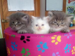Hermosos gatitos Persas Criados en Veterinaria se venden
