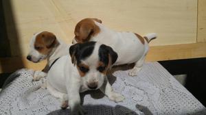 Jack Russel Terrier. Cachorros