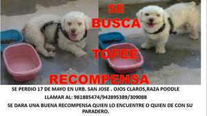 Perro Poodle Tofee