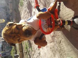 SHARPEI DE 8 MESES BUSCA UN HOGAR