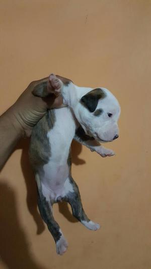 Se Vende Pitbull