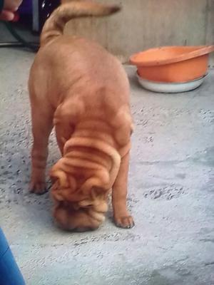 Vendo Cachorro Sharpei Hembra