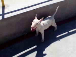 Vendo Hermozo Cachorro Bull Terrier