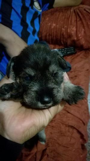 Venta de Perritos Schnauzer
