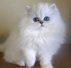 gatito persa blanco