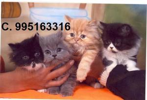 se venden hermosos bellos gato persa lindos gatitos