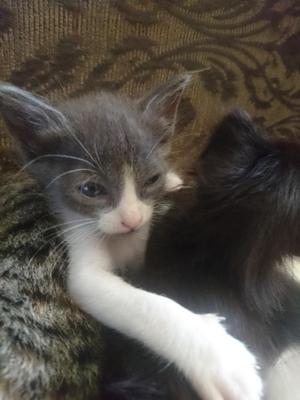 Adopción Gatitos
