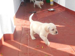Autenticos Cachorros Labradores, A1, Papas Argentinos Full